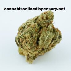 AK-47 Marijuana Strain