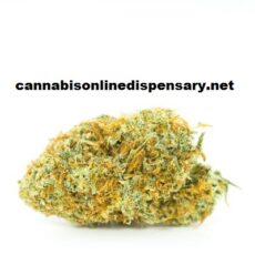 Amnesia Haze Marijuana Strain