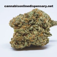 Blue Cheese Marijuana Strain