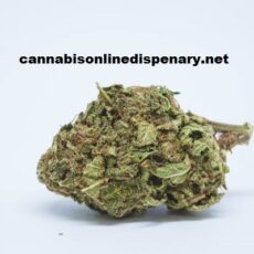 Blueberry Marijuana Strain