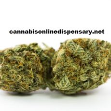 Chemdawg Marijuana Strain