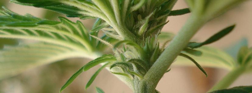 male cannabis plants, female cannabis plants, buy weed online, online dispensary shipping worldwide, buy marijuana online, mail order marijuana online