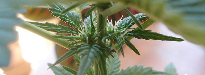 male cannabis plants, female cannabis plants, buy weed online, online dispensary shipping worldwide, buy marijuana online, mail order marijuana online