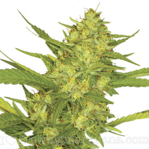 buy weed online, online dispensary shipping worldwide, buy marijuana online, mail order marijuana online, different types of marijuana, cannabis indica, cannabis sativa