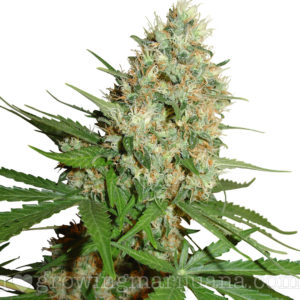 buy weed online, online dispensary shipping worldwide, buy marijuana online, mail order marijuana online, different types of marijuana, cannabis indica, cannabis sativa