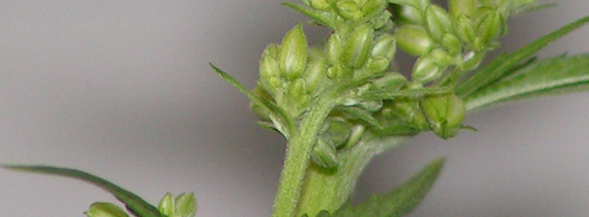 male cannabis plants, female cannabis plants, buy weed online, online dispensary shipping worldwide, buy marijuana online, mail order marijuana online