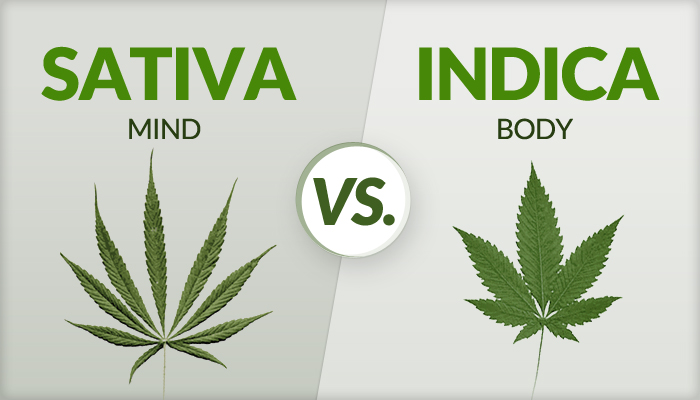 buy weed online, online dispensary shipping worldwide, buy marijuana online, mail order marijuana online, different types of marijuana, cannabis indica, cannabis sativa