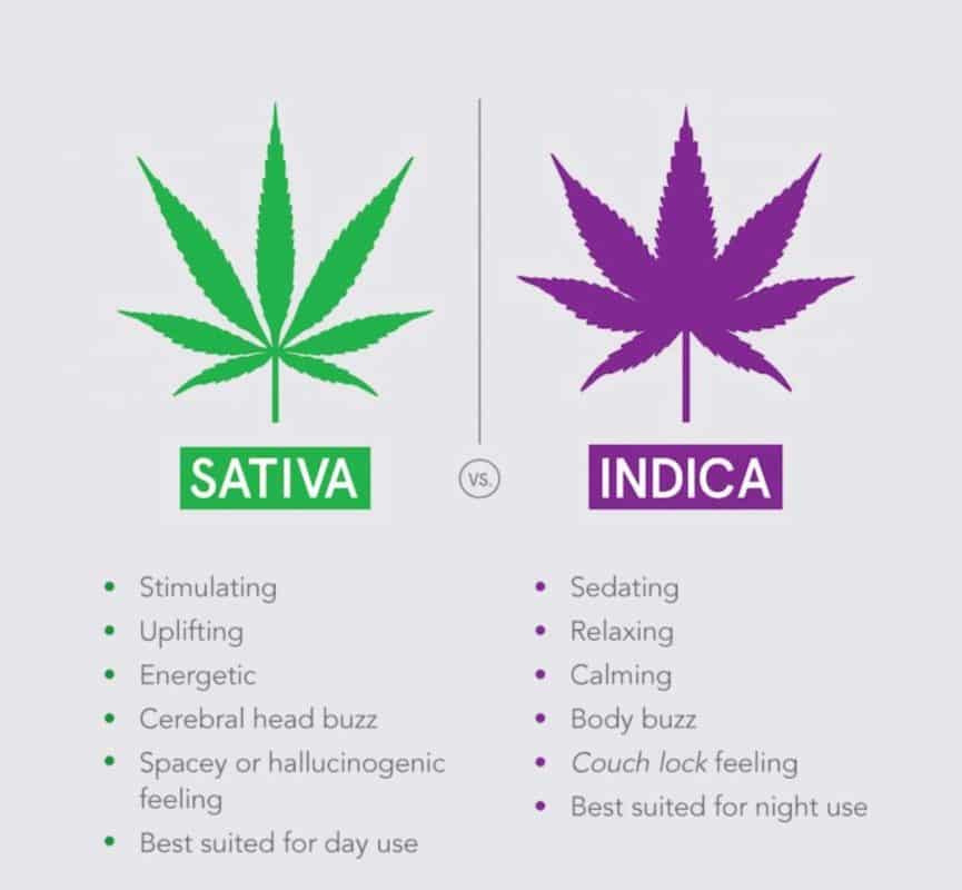 Indica vs. sativa: understanding the differences between cannabis types 1 differences between cannabis types