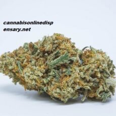 Golden Goat Marijuana Strain
