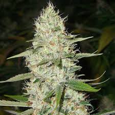 Super Silver Haze Seeds