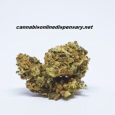 Tangie Marijuana Strain