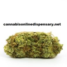 Chocolope Marijuana Strain