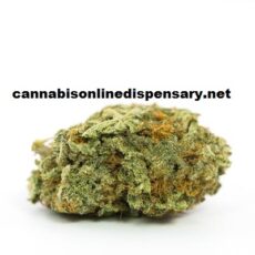 Girl Scout Cookies Marijuana Strain