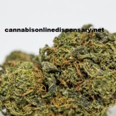 Green Crack Marijuana Strain
