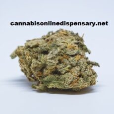 Harlequin Marijuana Strain