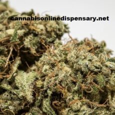 Jack Herer Marijuana Strain