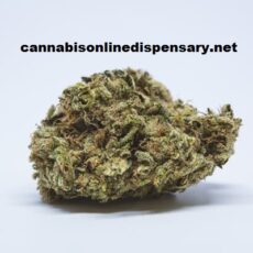 Lemon Haze Marijuana Strain