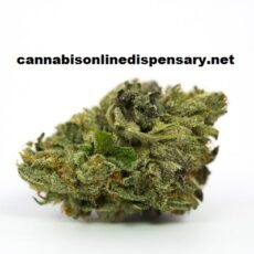 Master Kush Marijuana Strain