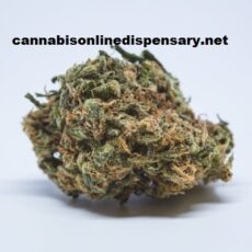 Northern Lights Marijuana Strain