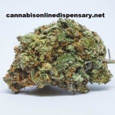 Purple Kush Marijuana Strain