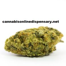 Super Lemon Haze Marijuana Strain