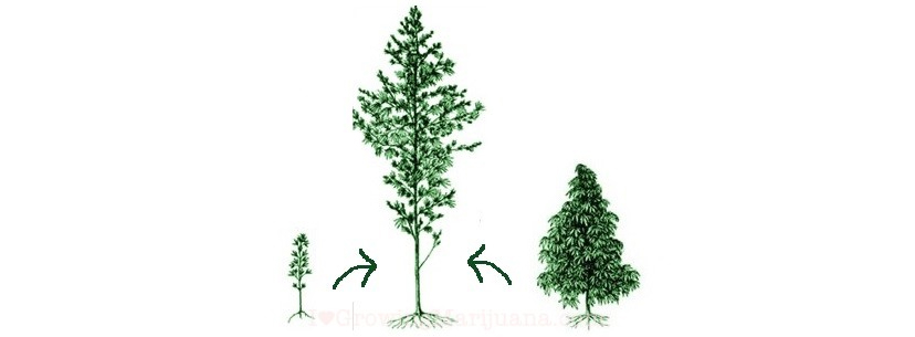 cannabis hybrid