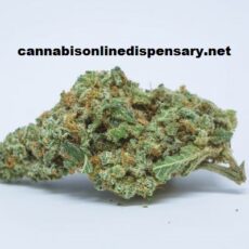 Headband Marijuana Strain
