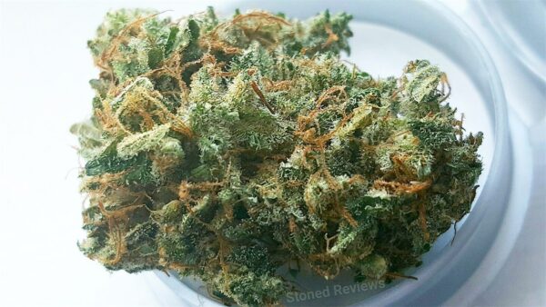 ACDC Marijuana Strain