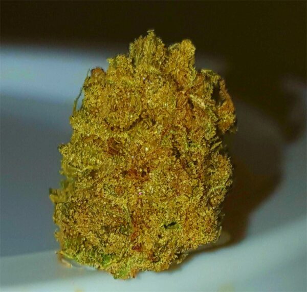 Acapulco Gold Marijuana Strain
