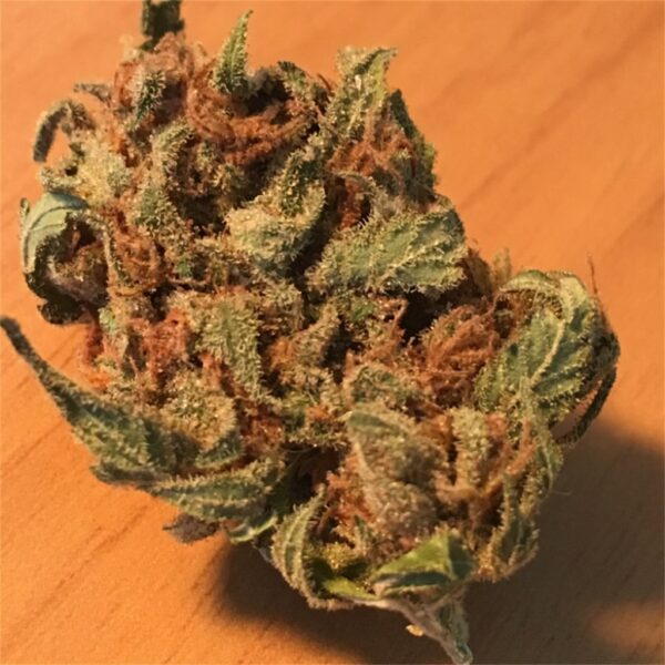 Amnesia