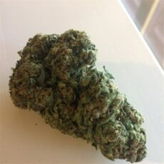 Big Bud, Big Bud Marijuana Strain