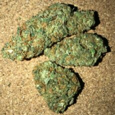 Bubble Gum Marijuana Strain