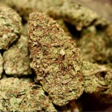 Candy Jack, Candy Jack Marijuana Strain