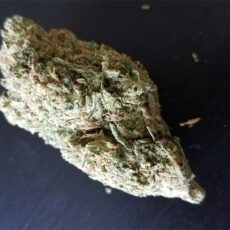 Cat Piss, Cat Piss Marijuana Strain