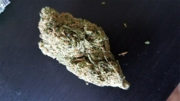 Cat Piss, Cat Piss Marijuana Strain