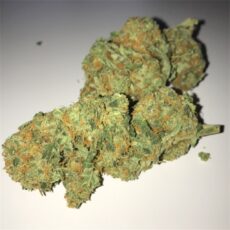 Critical Kush