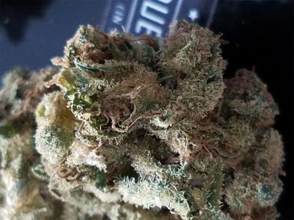 Dutch Hawaiian