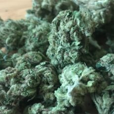 East Coast Sour Diesel