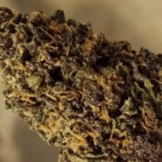 Forbidden Fruit