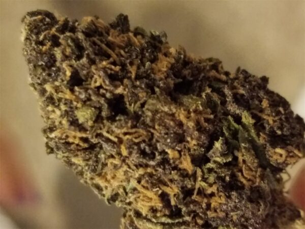 Forbidden Fruit