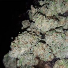 G13 Marijuana Strain