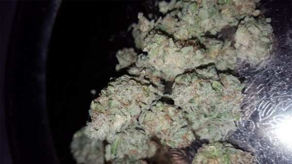 G13 Marijuana Strain