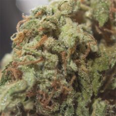 Ghost Train Haze, Ghost Train Haze Marijuana