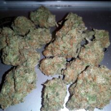 Great White Shark