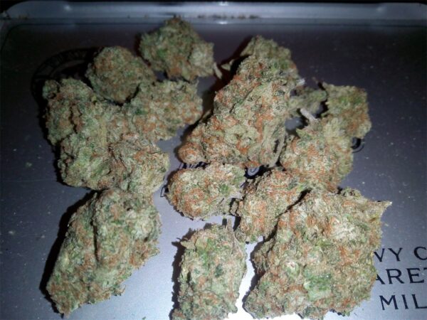 Great White Shark