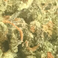 Hash Plant