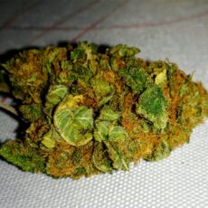 Hindu Kush