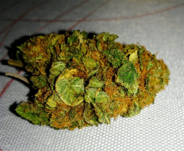 Hindu Kush