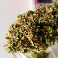 Kosher Kush