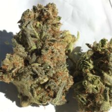 MK Ultra